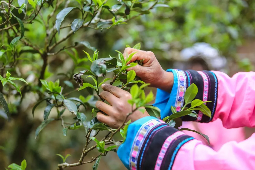 普洱茶三大品牌对决：老班章、大益、陈年普洱，谁能称霸行业？