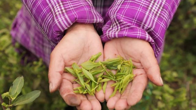 单丛茶一枝梅_单丛茶的介绍_丛茶是什么茶