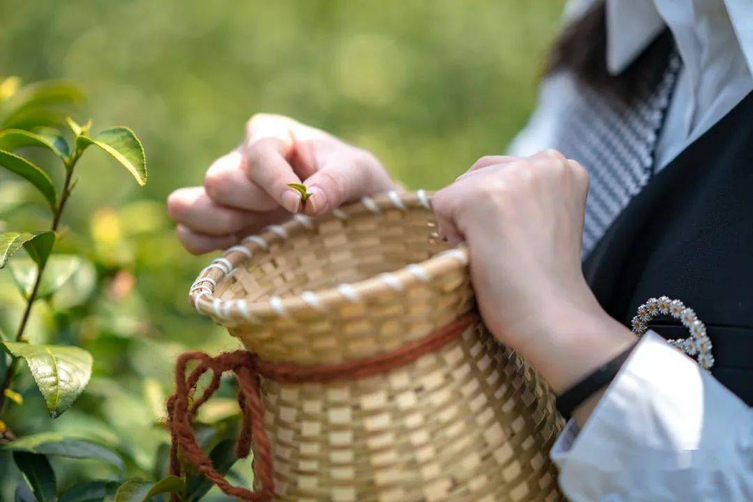 茶事文案_茶事活动中常用的礼节有哪些_茶事