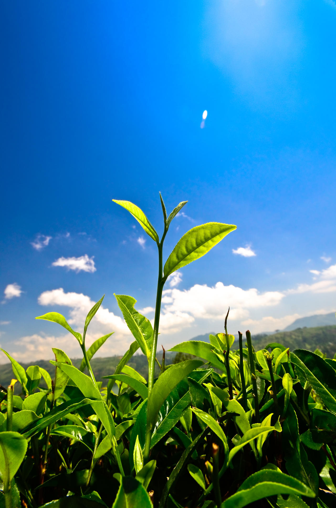 四川茶的介绍_四川茶文化简介_四川茶文化典故有哪些