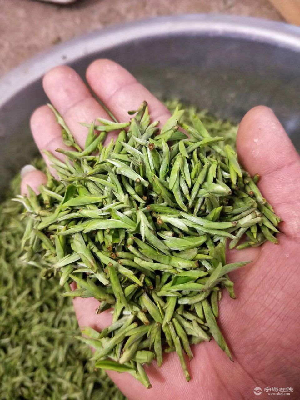 新茶和陈茶有何区别_新茶比陈茶好吗_新茶与陈茶的区别