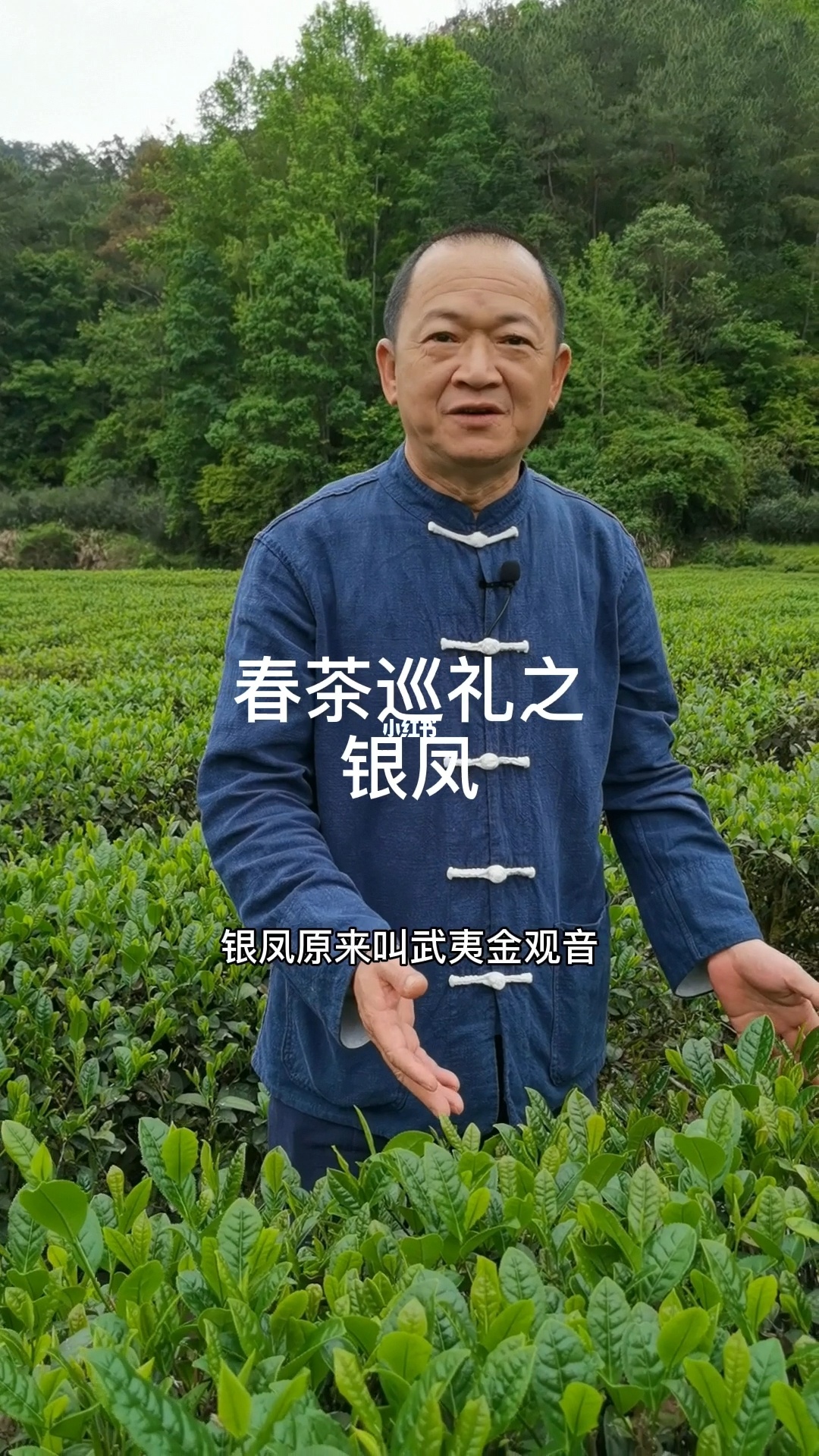 一茶到底_<a href=http://www.pinchajie.cn target=_blank class=infotextkey>铁观音</a>茶属于什么茶_皇茶喜茶贡茶