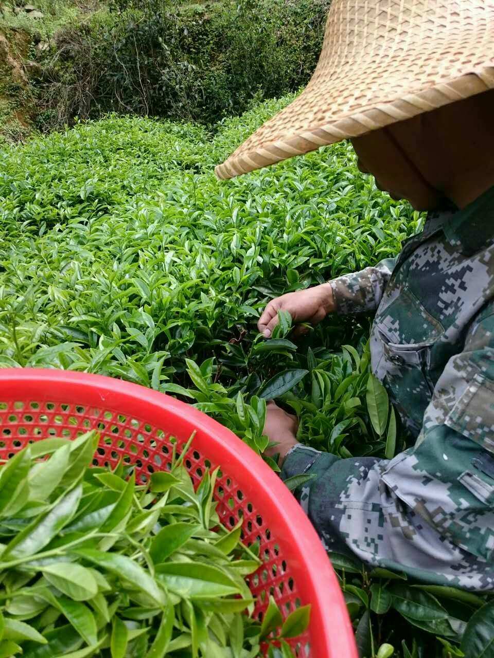 乌单丛茶属于啥茶_乌岽单丛茶大师手作_乌茶单丛茶属于什么茶