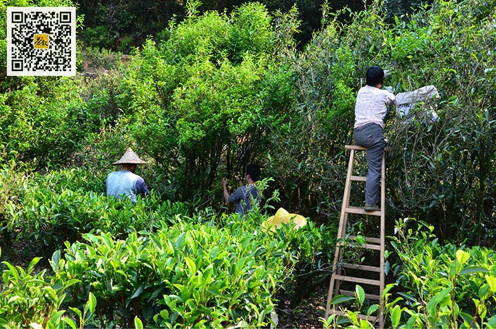 乌茶单丛茶属于什么茶_乌岽单丛茶大师手作_乌单丛茶属于啥茶