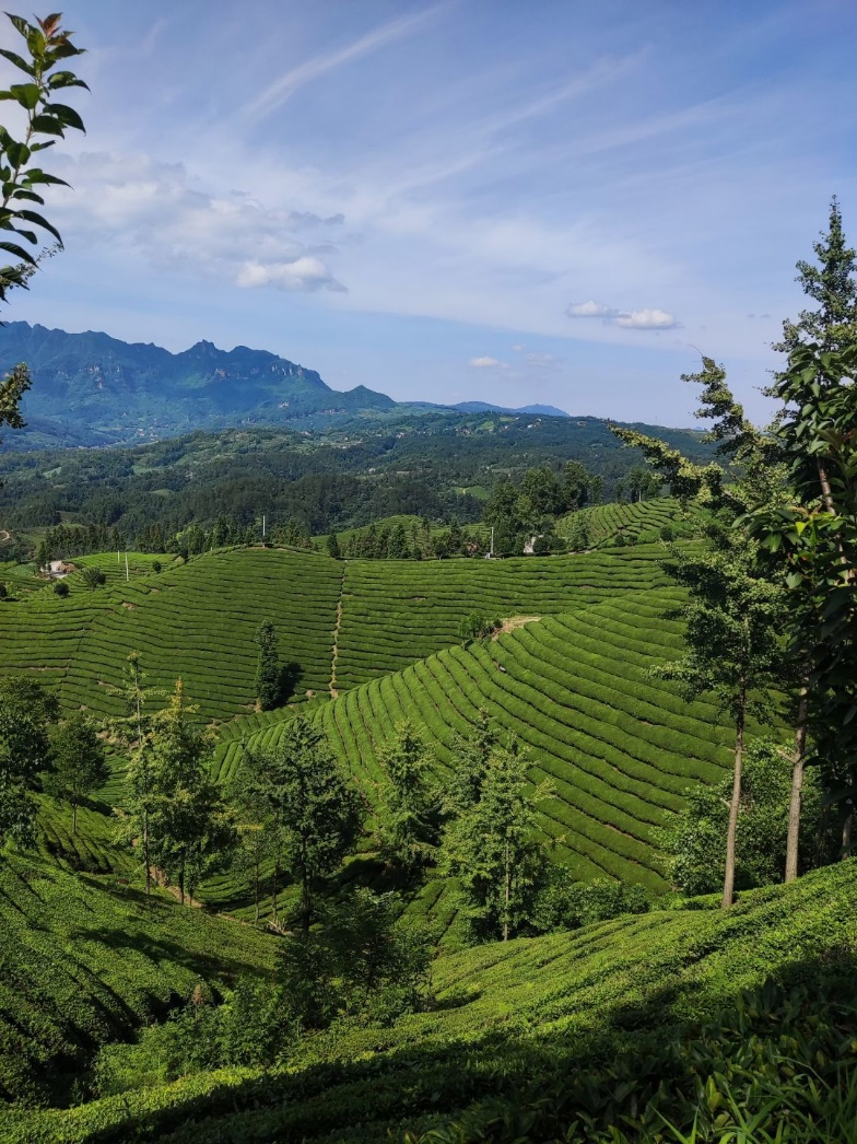 茶道古马_茶道古筝音乐精选_古茶道