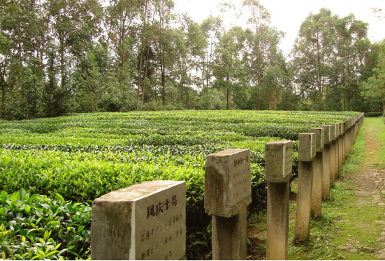 茶道古马_茶道古筝音乐精选_古茶道