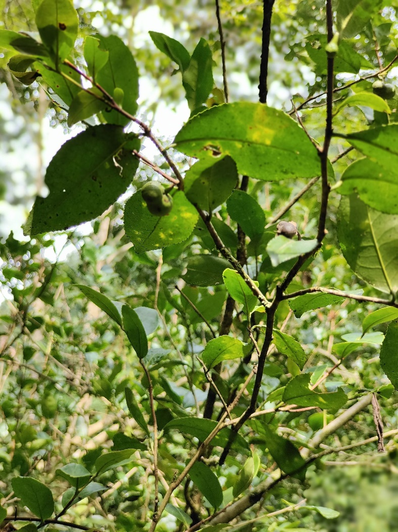 古茶道_茶道古筝音乐精选_茶道古马