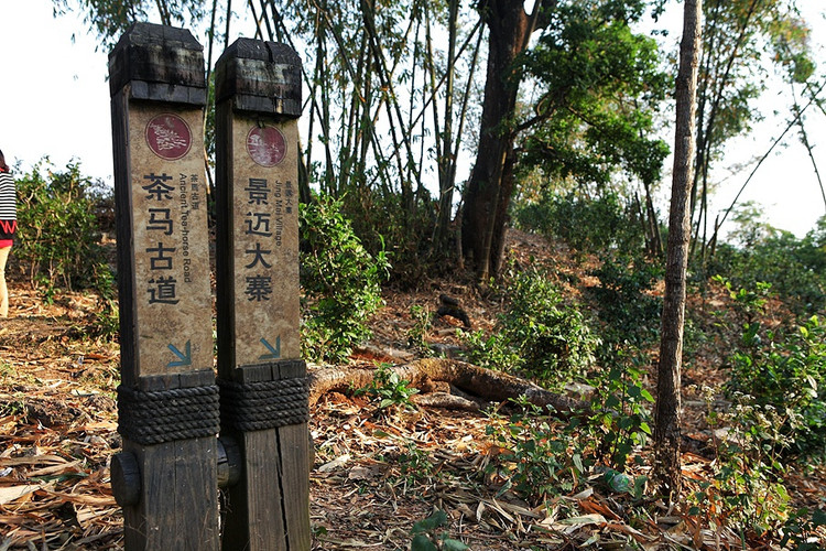 茶道古筝音乐精选_茶道古马_古茶道